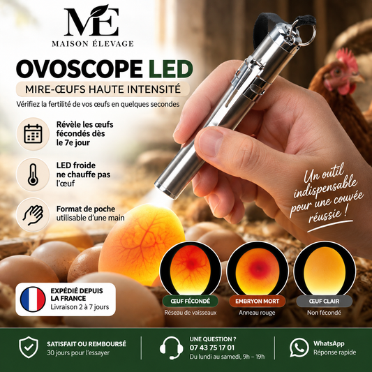Ovoscope LED à lampe froide — mire-œufs haute intensité