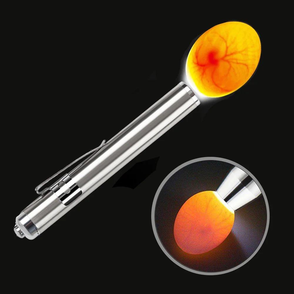 Ovoscope LED à lampe froide — mire-œufs haute intensité