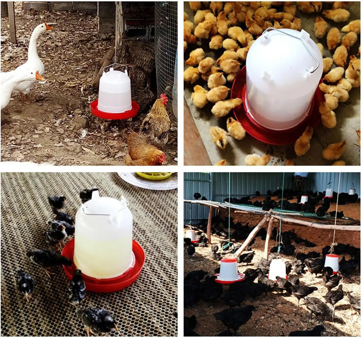 Abreuvoir automatique pour poulailler 6 L — seau à sortie contrôlée