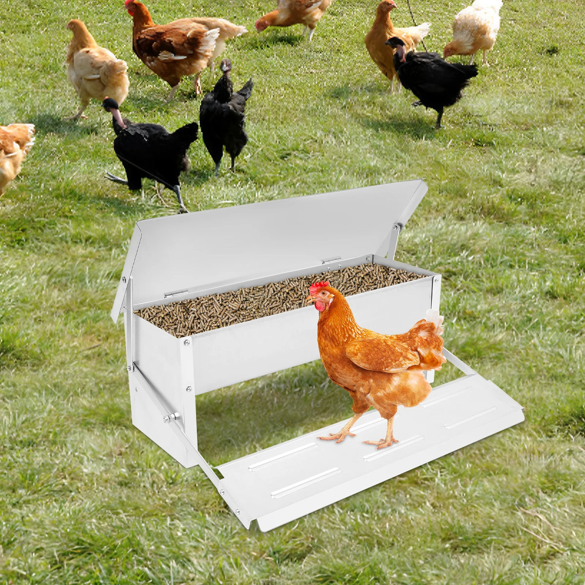 Mangeoire à poules anti-nuisibles et anti-gaspillage — 5 kg, ouverture à pédale